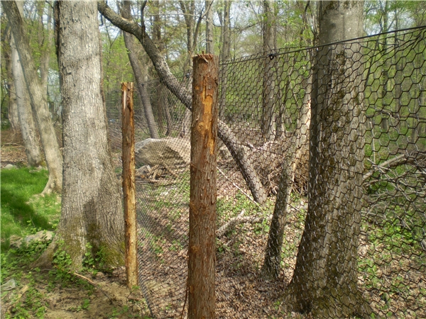 Deer-Fence
