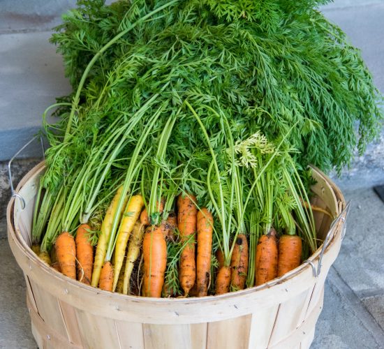 hff-harvests-2