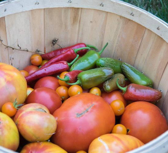 hff-harvests-3